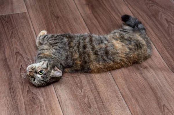 Gray Tabby Cat Playing Floor — Stock Photo, Image