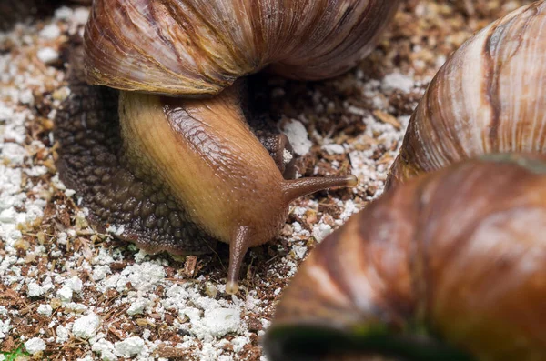 Ślimaki Achatina Jedzące Terrarium — Zdjęcie stockowe