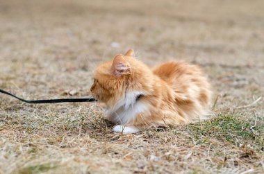 Kırmızı kedi tasmalı açık havada