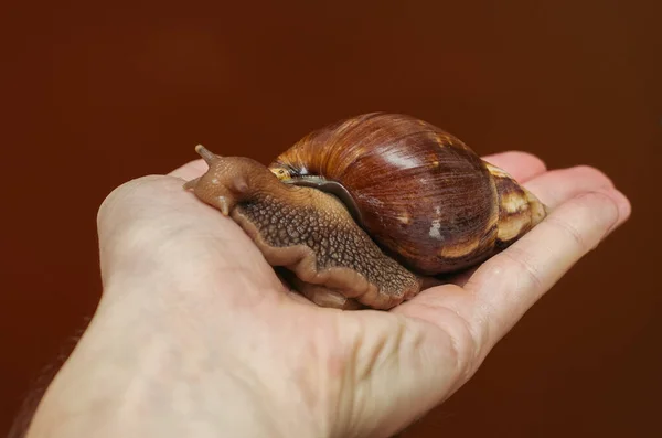 Gran Caracol Achatina Sienta Mano Hombre — Foto de Stock