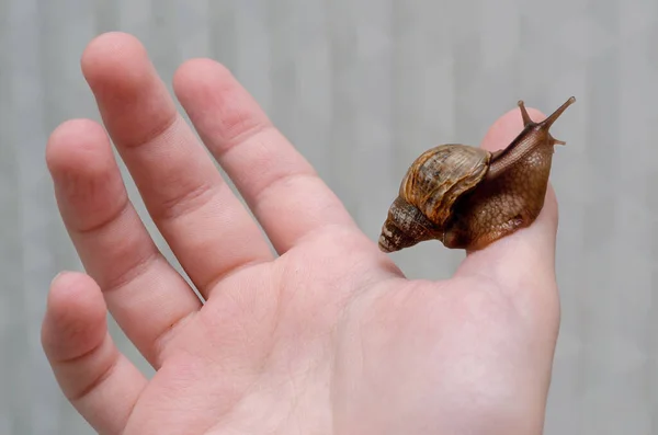 Small Snail Achatina Sits Hand — Stock Photo, Image