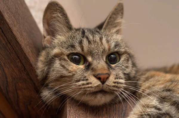 Cara Gato Primer Plano Con Los Ojos Bien Abiertos — Foto de Stock