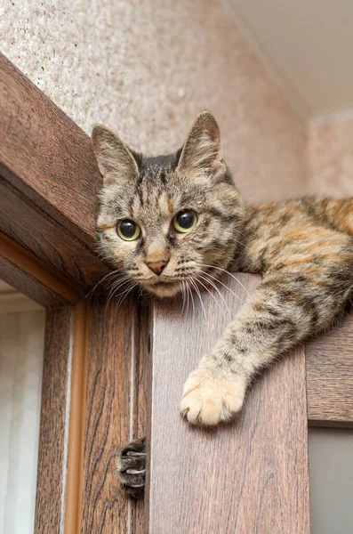 Gray Home Cat Lies Door — Stock Photo, Image