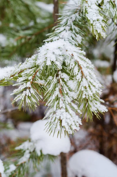 Green Spruce Branch Snow Winter — Stock Photo, Image