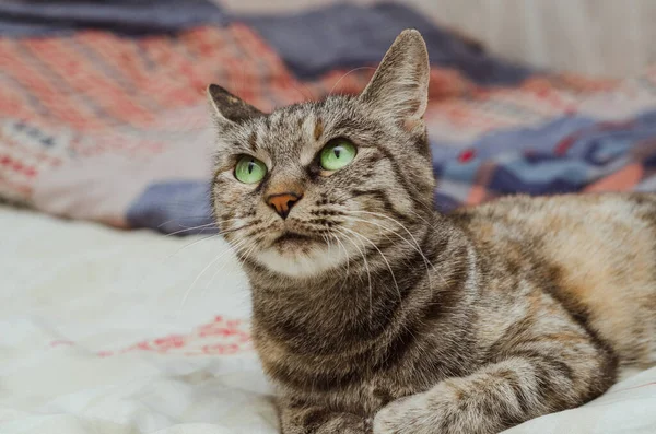 Adulto Doméstico Rayas Gato Con Verde Ojos Encuentra Cama —  Fotos de Stock