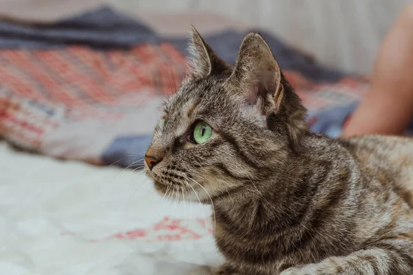 Huiselijke Tabby Kat Met Groene Ogen Kijkt Weg — Stockfoto