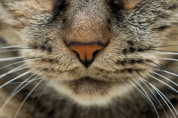 Nahaufnahme Von Schnauze Und Nase Einer Katze — Stockfoto