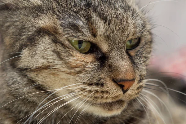 Portrét Domácí Kočky Zelenýma Očima Lstivým Pohledem — Stock fotografie