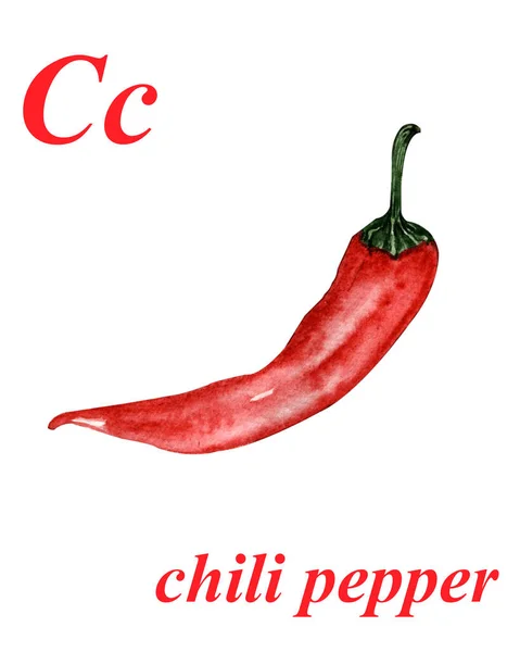 Akvarell Illusztráció Egy Piros Chilis Paprika Fehér Háttérrel Abc Ábécé — Stock Fotó