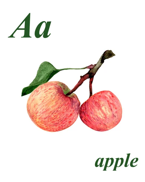Akvarell Illustration Två Äpplen Vit Bakgrund Abc Bokstaven Alfabetet Utbildningsbild — Stockfoto