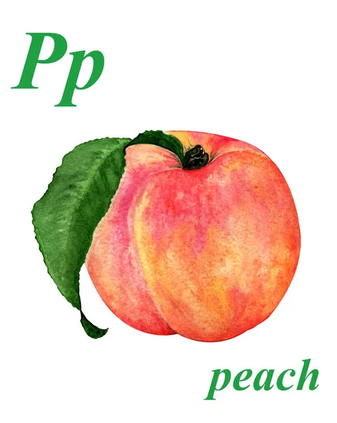 Watercolor Illustration One Ripe Peach Isolated White Background Abc Letter — 图库照片