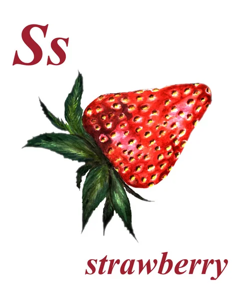 水彩画 一个红色的成熟草莓 白色的背景 Abc 儿童和成人的教育图片 英语语言 — 图库照片