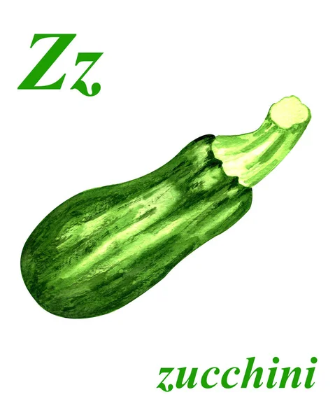 Aquarell Illustration Eine Grüne Zucchini Auf Weißem Hintergrund Abc Buchstabe — Stockfoto