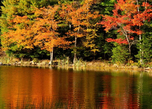 Acadia National Park Usa Οκτωβρίου 2021 Φθινοπωρινή Οριζόντια Εικόνα Δέντρων — Φωτογραφία Αρχείου