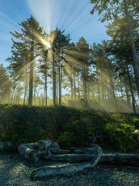 Ruby Beach, WA-ABD - 21 Eylül 2021: Olimpiyat Ulusal Parkı 'ndaki Ruby Sahili' ndeki kıyı ağaçlarından yükselen güneşin dikey görüntüsü.