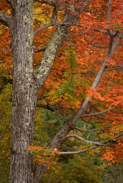 Acadia National Park Usa Ottobre 2021 Veduta Verticale Del Foilage — Foto Stock