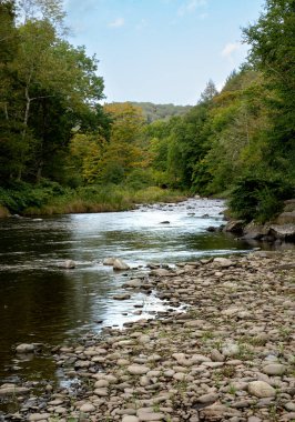 Roscoe, New York - ABD - 17 Eylül 2022 Ağaçlar ve uzun otlarla çevrili akıcı Kunduz Avı manzarası. Kıyıları Roscoe köyünün hemen kuzeyinde taş ve taşlarla kaplıydı..