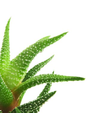 Aloe bitkisinin yeşil yaprakları yakın.