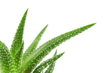 Aloe bitkisinin yeşil yaprakları yakın.