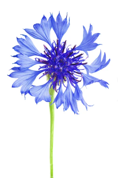 Knapweed flor em branco — Fotografia de Stock
