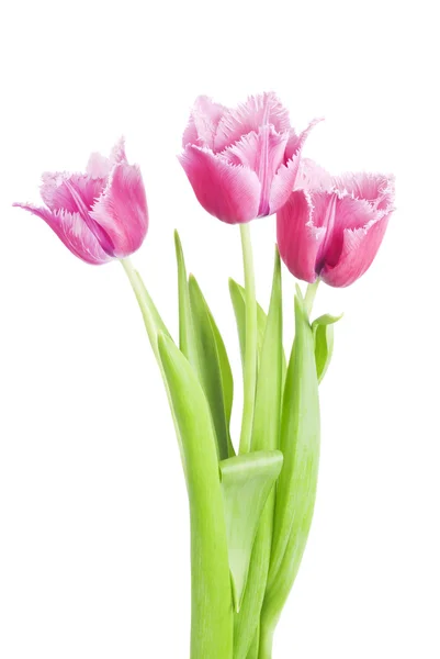 Roze tulpen — Stockfoto