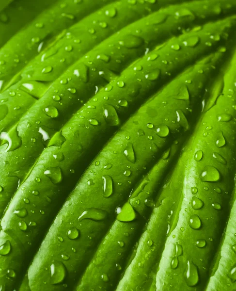 Surface of wet leaf with dew drop — Stock Photo, Image