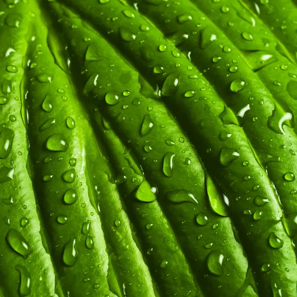 Superficie de la hoja húmeda con gota de rocío — Foto de Stock