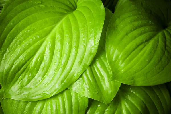 Superficie de la hoja húmeda con gota de rocío — Foto de Stock