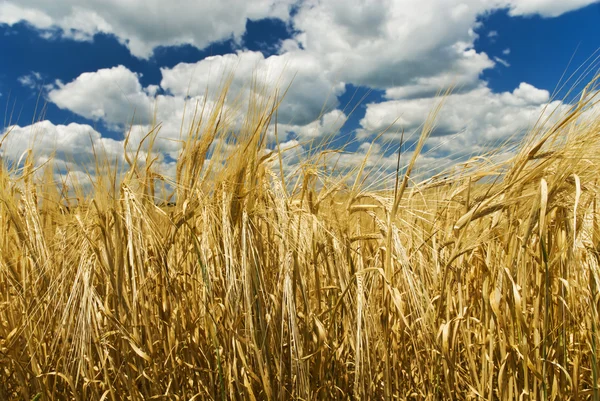 Wheat field and blue sky with clouds — Stock Photo, Image