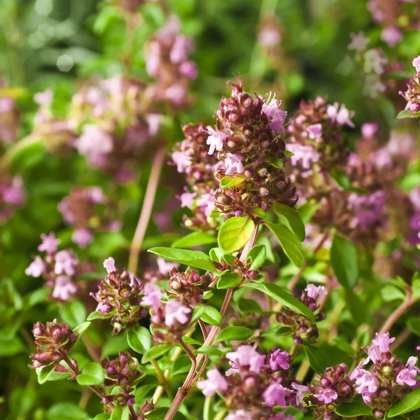 Thymus - herbes et condiments curatifs — Photo