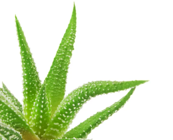 Groene bladeren van aloë plant close-up — Stockfoto