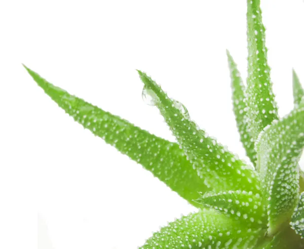 Green leaves of aloe plant close up — Stock Photo, Image