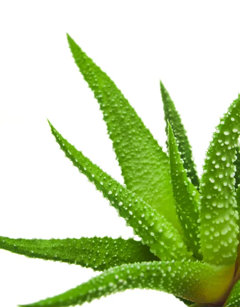 Groene bladeren van aloë plant close-up — Stockfoto