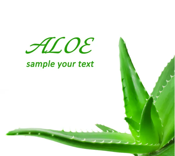 Aloe bitkisinin yeşil yaprakları