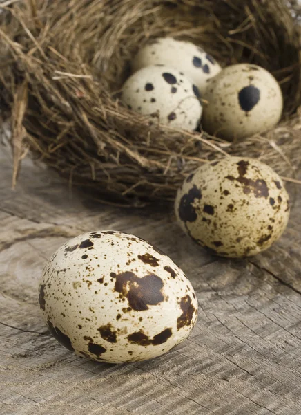 Quail eggs in nest — Stock Photo, Image