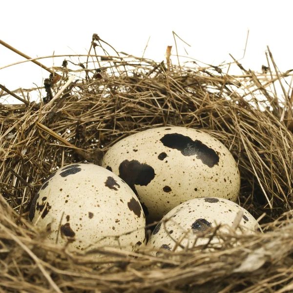 Quail eggs in nest — Stock Photo, Image