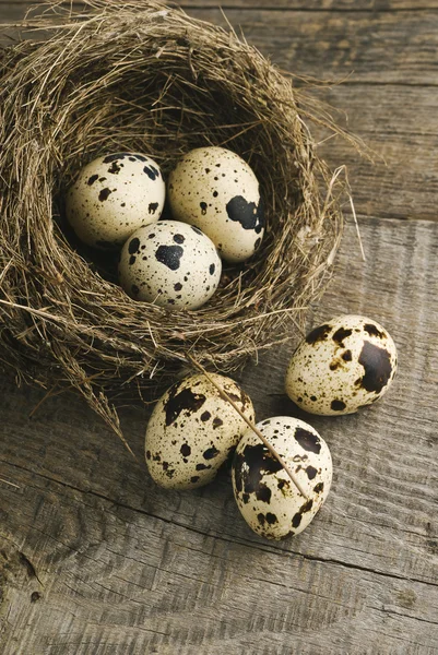 Quail eggs in nest — Stock Photo, Image