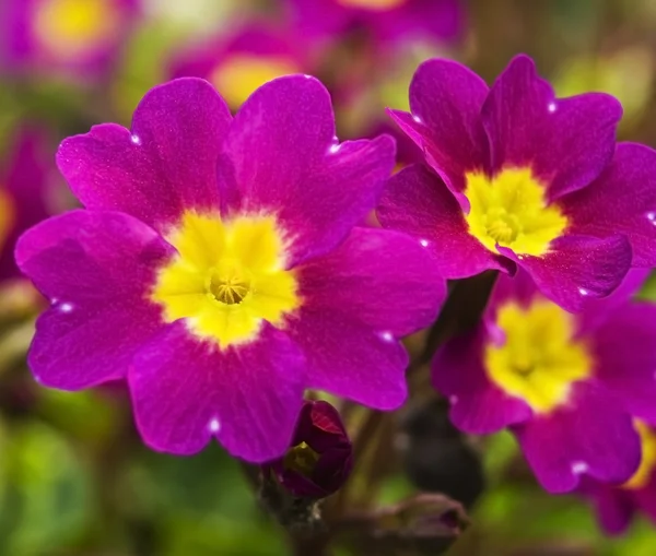 可爱的紫色花朵特写 — 图库照片