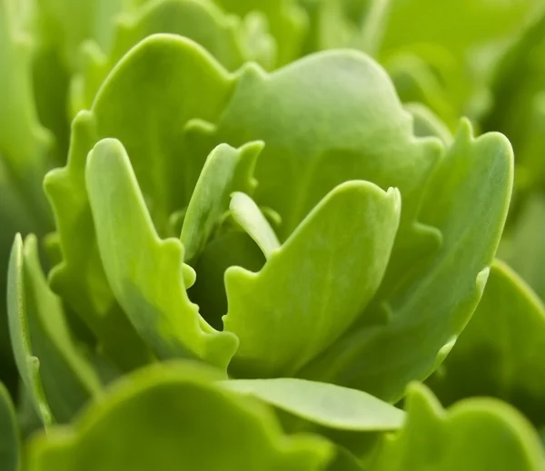 Green grass close-up — Stock Photo, Image