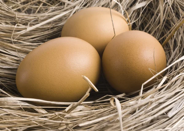 Pousses macro d'œufs bruns au nid de foin dans une ferme de poulets — Photo