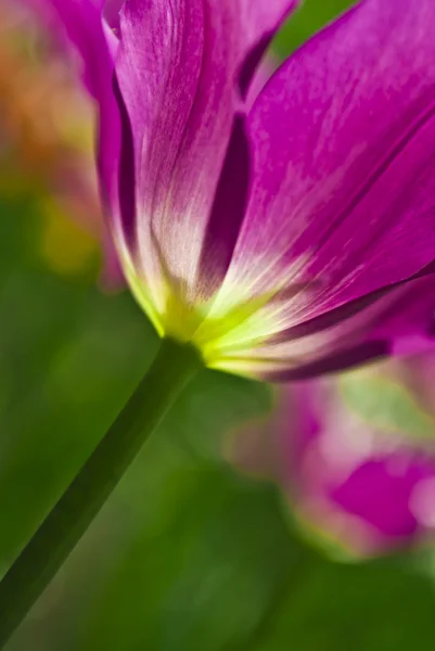 Flor rosa —  Fotos de Stock