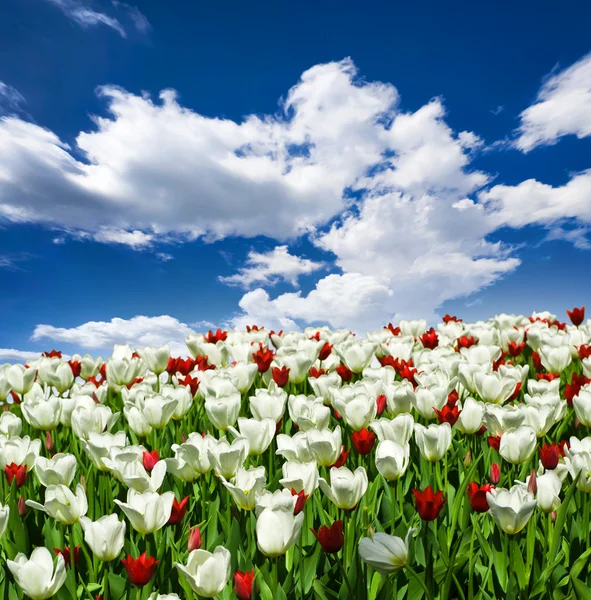 Güzel bahar çiçekleri — Stok fotoğraf