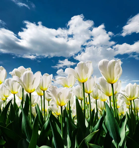 Beautiful white tulips — Stock Photo, Image
