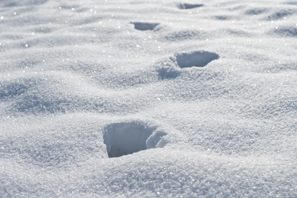 Diersporen in de sneeuw — Stockfoto