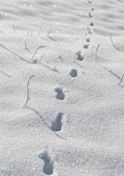 Diersporen in de sneeuw — Stockfoto