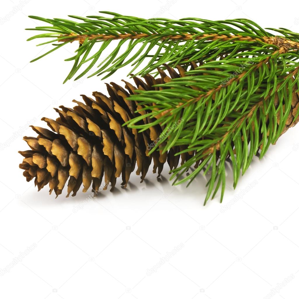 Spruce branch with fir-cone