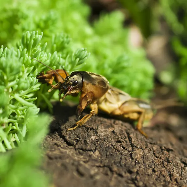 Gryllotalpa gryllotalpa — Stock Photo, Image