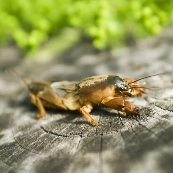 Gryllotalpa gryllotalpa — Fotografia de Stock