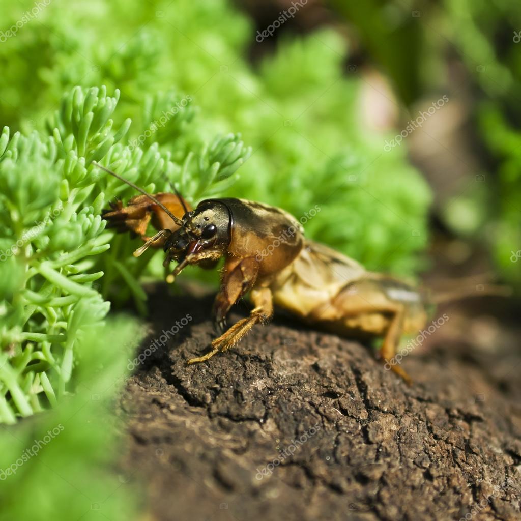 Gryllotalpa gryllotalpa — Stock Photo © ulkan 34762629