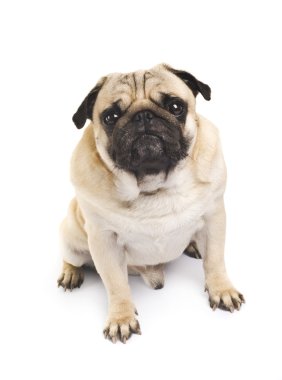 Pug 'a yakın çekim